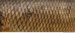 Photo Textures of Animal Skin 